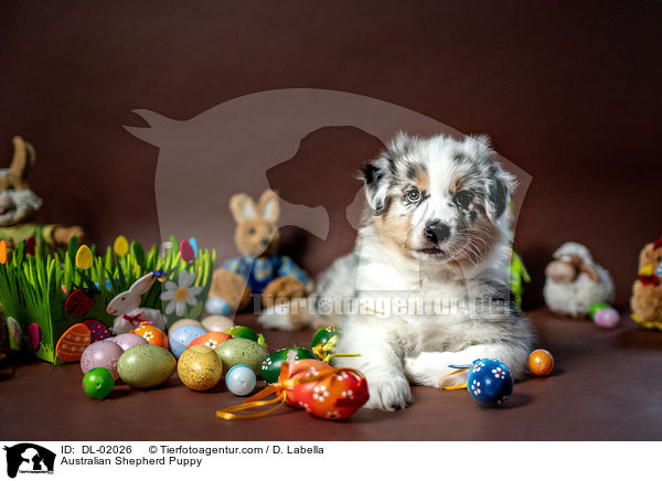 Australian Shepherd Puppy / DL-02026