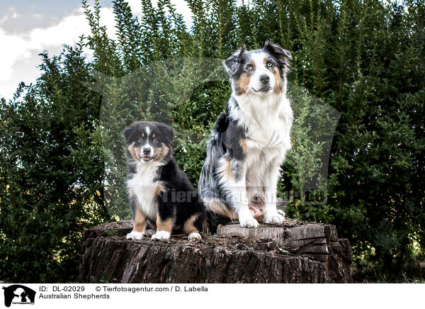 Australian Shepherds / Australian Shepherds / DL-02029