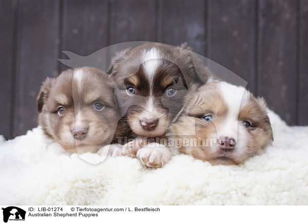 Australian Shepherd Welpen / Australian Shepherd Puppies / LIB-01274
