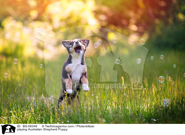 spielender Australian Shepherd Welpe / playing Australian Shepherd Puppy / BS-08346