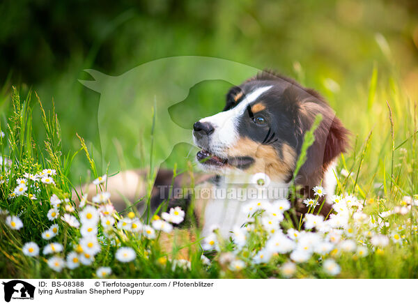 liegender Australian Shepherd Welpe / lying Australian Shepherd Puppy / BS-08388