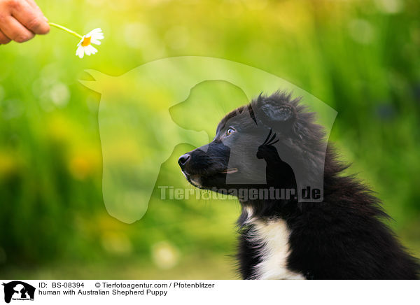 Mensch mit Australian Shepherd Welpe / human with Australian Shepherd Puppy / BS-08394