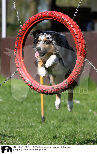springender Australian Shepherd / jumping Australian Shepherd / HL-01685
