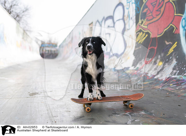 Australian Shepherd auf Skateboard / Australian Shepherd at Skateboard / AH-02953