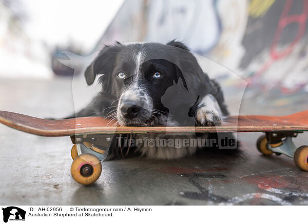 Australian Shepherd auf Skateboard / Australian Shepherd at Skateboard / AH-02956