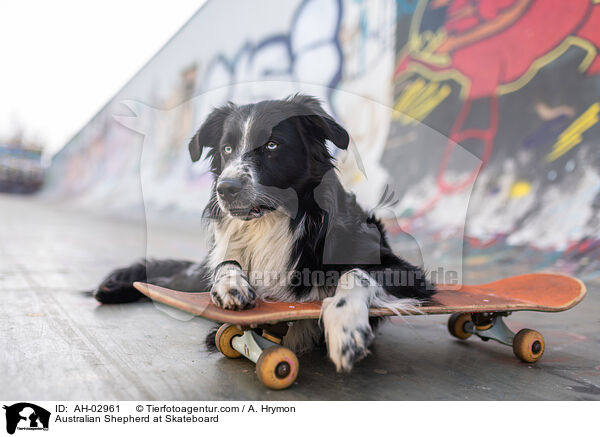Australian Shepherd auf Skateboard / Australian Shepherd at Skateboard / AH-02961