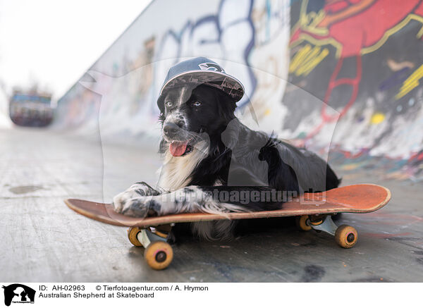 Australian Shepherd auf Skateboard / Australian Shepherd at Skateboard / AH-02963