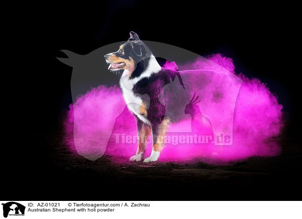 Australian Shepherd mit Holi Pulver / Australian Shepherd with holi powder / AZ-01021