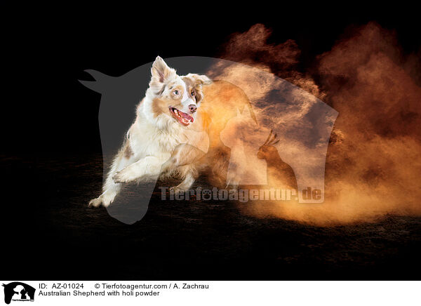 Australian Shepherd mit Holi Pulver / Australian Shepherd with holi powder / AZ-01024