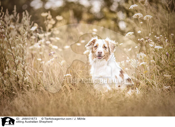sitzender Australian Shepherd / sitting Australian Shepherd / JAM-01673