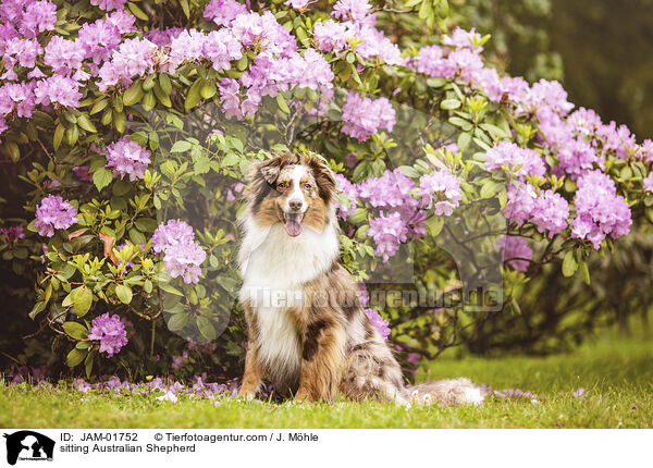 sitzender Australian Shepherd / sitting Australian Shepherd / JAM-01752