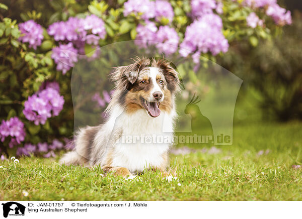 liegender Australian Shepherd / lying Australian Shepherd / JAM-01757