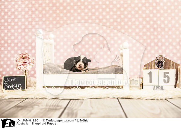 Australian Sherpherd Welpe / Australian Sherpherd Puppy / JAM-01836
