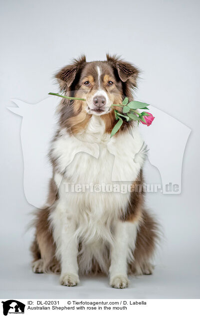 Australian Shepherd with rose in the mouth / DL-02031