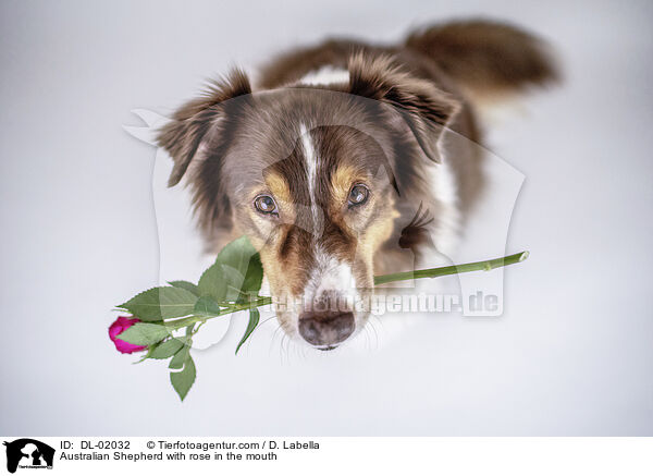 Australian Shepherd with rose in the mouth / DL-02032