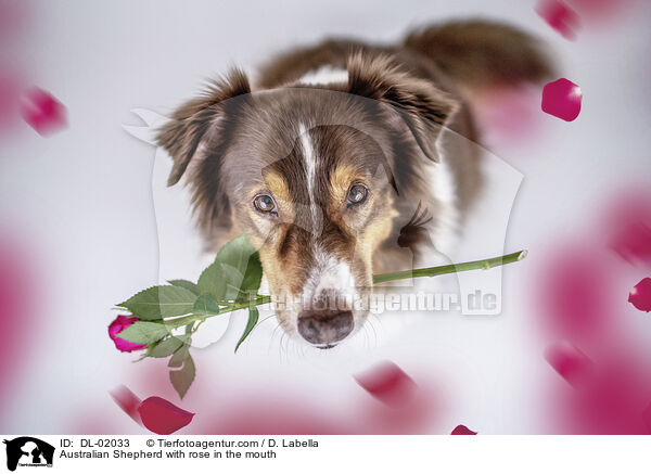 Australian Shepherd with rose in the mouth / DL-02033