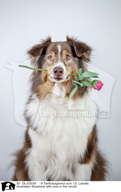 Australian Shepherd mit Rose im Maul / Australian Shepherd with rose in the mouth / DL-02034