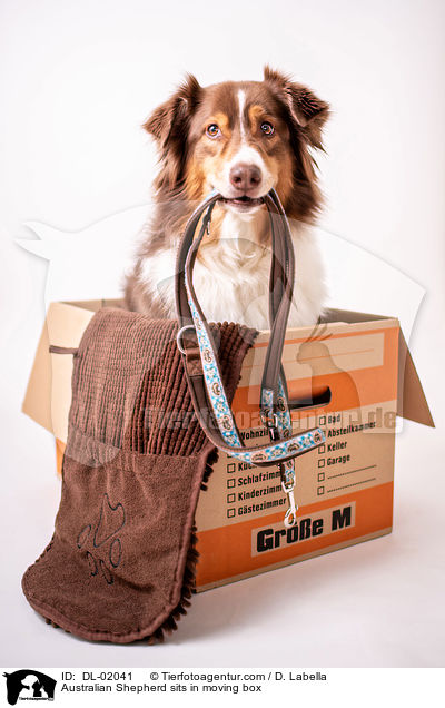 Australian Shepherd sitzt in Umzugskarton / Australian Shepherd sits in moving box / DL-02041