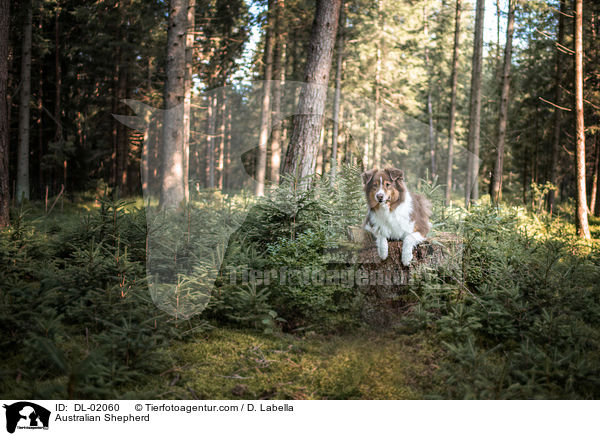 Australian Shepherd / Australian Shepherd / DL-02060