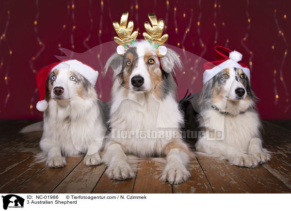 3 Australian Shepherd / 3 Australian Shepherd / NC-01986