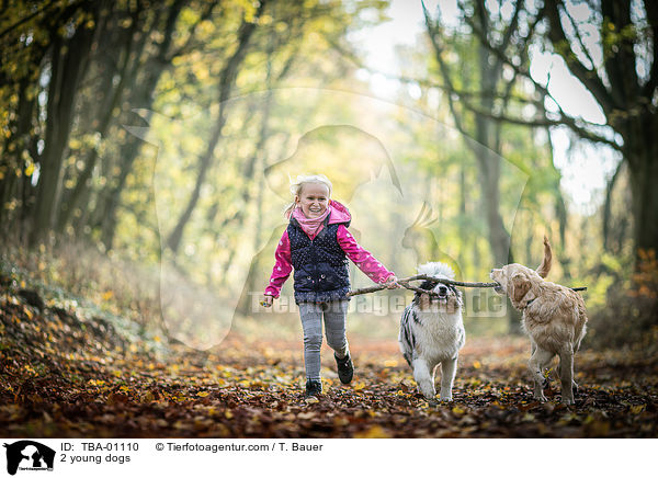 2 junge Hunde / 2 young dogs / TBA-01110