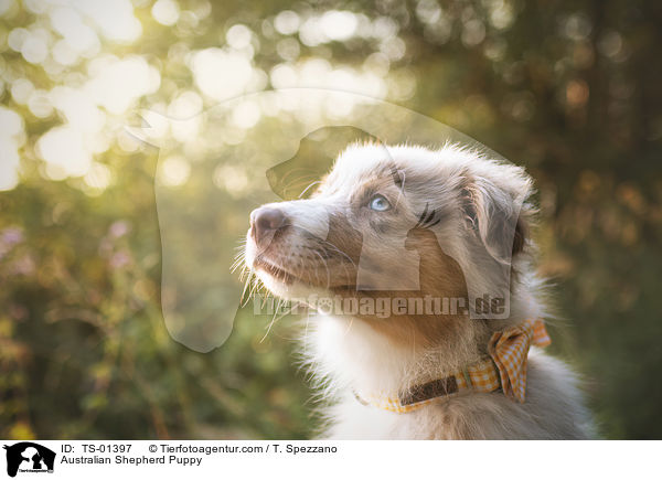 Australian Shepherd Welpe / Australian Shepherd Puppy / TS-01397