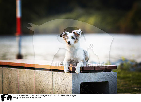 liegender Australian Shepherd / lying Australian Shepherd / PB-01014