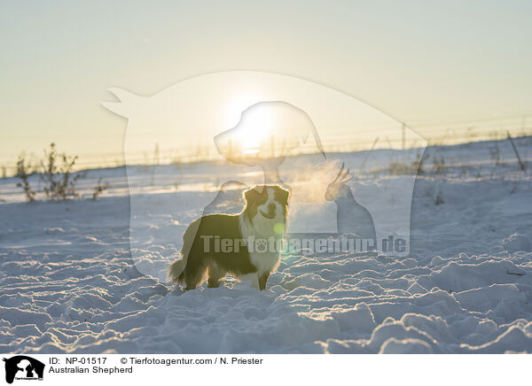 Australian Shepherd / Australian Shepherd / NP-01517