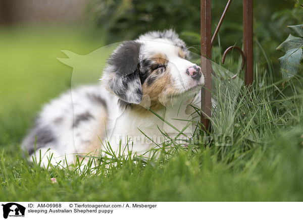 schlafender Australian Shepherd Welpe / sleeping Australian Shepherd puppy / AM-06968