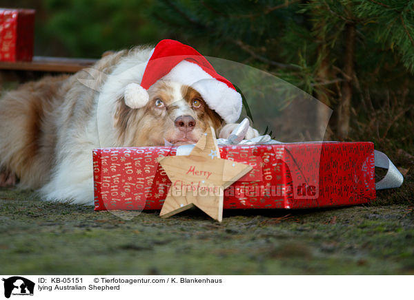 liegender Australian Shepherd / lying Australian Shepherd / KB-05151