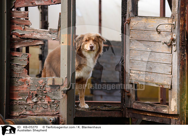 Australian Shepherd / Australian Shepherd / KB-05270