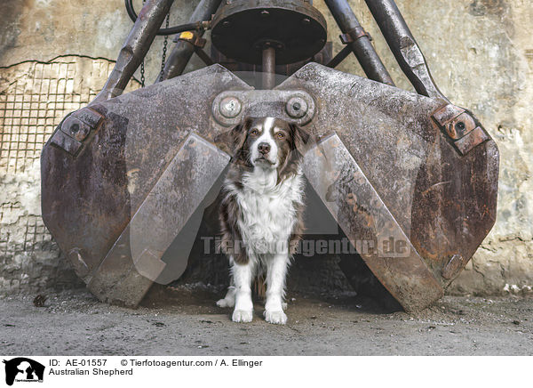 Australian Shepherd / Australian Shepherd / AE-01557
