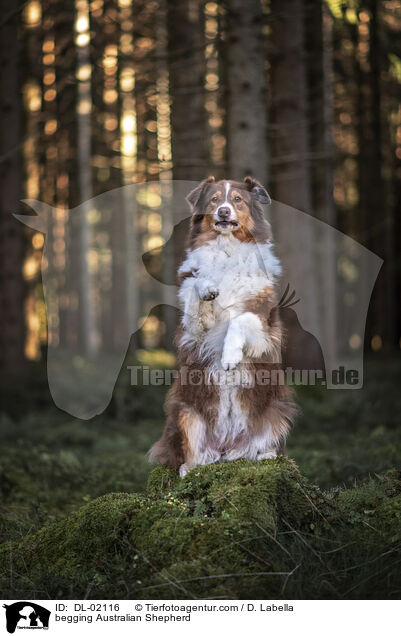Australian Shepherd macht Mnnchen / begging Australian Shepherd / DL-02116