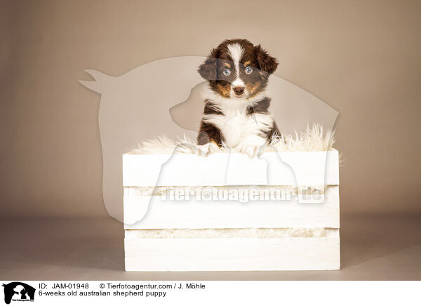 6-Wochen alter Australian Shepherd Welpe / 6-weeks old australian shepherd puppy / JAM-01948