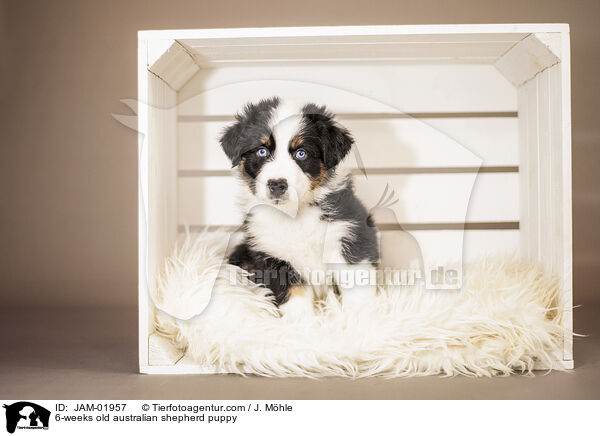 6-Wochen alter Australian Shepherd Welpe / 6-weeks old australian shepherd puppy / JAM-01957