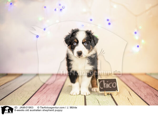 6-Wochen alter Australian Shepherd Welpe / 6-weeks old australian shepherd puppy / JAM-01963