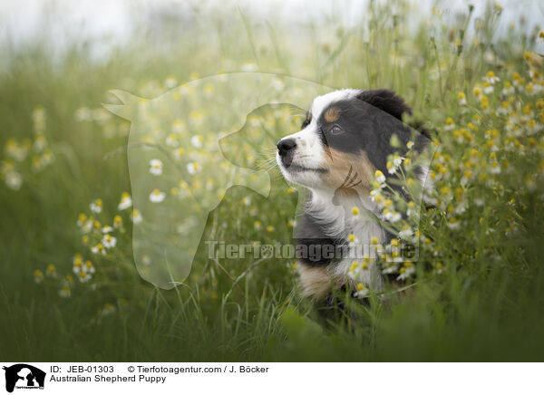 Australian Shepherd Welpe / Australian Shepherd Puppy / JEB-01303
