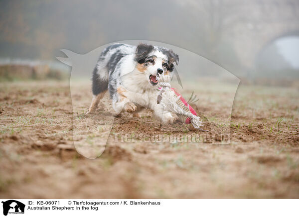 Australian Shepherd im Nebel / Australian Shepherd in the fog / KB-06071