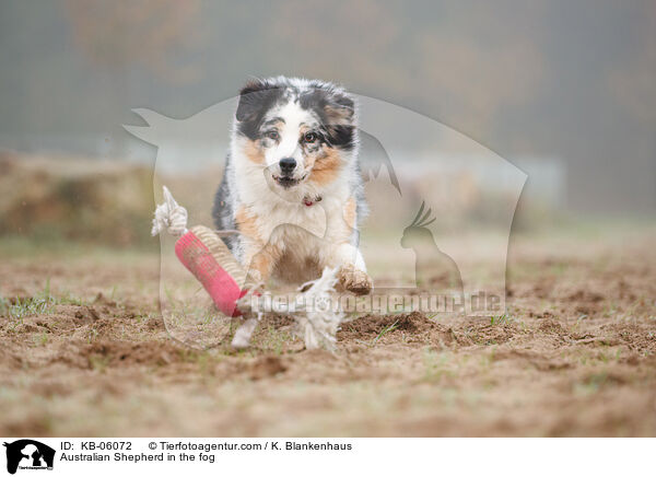 Australian Shepherd im Nebel / Australian Shepherd in the fog / KB-06072
