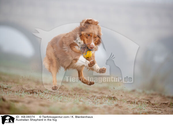 Australian Shepherd im Nebel / Australian Shepherd in the fog / KB-06074