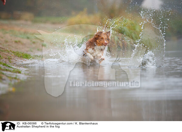 Australian Shepherd im Nebel / Australian Shepherd in the fog / KB-06086