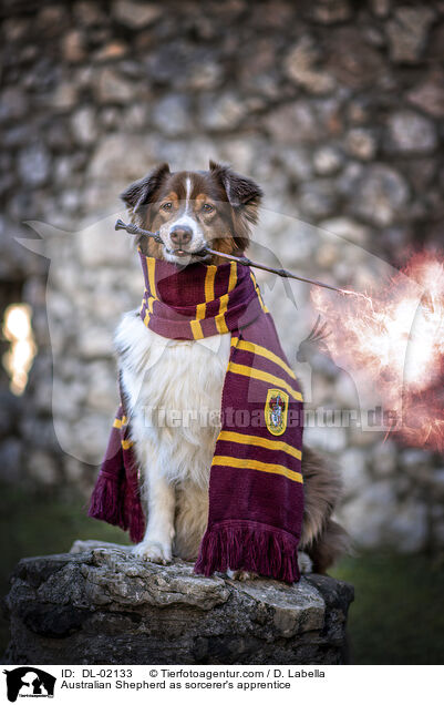 Australian Shepherd as sorcerer's apprentice / DL-02133