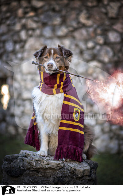 Australian Shepherd als Zauberlehrling / Australian Shepherd as sorcerer's apprentice / DL-02133