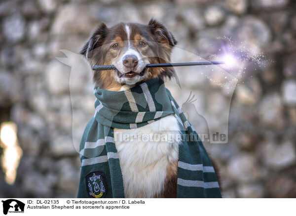 Australian Shepherd als Zauberlehrling / Australian Shepherd as sorcerer's apprentice / DL-02135
