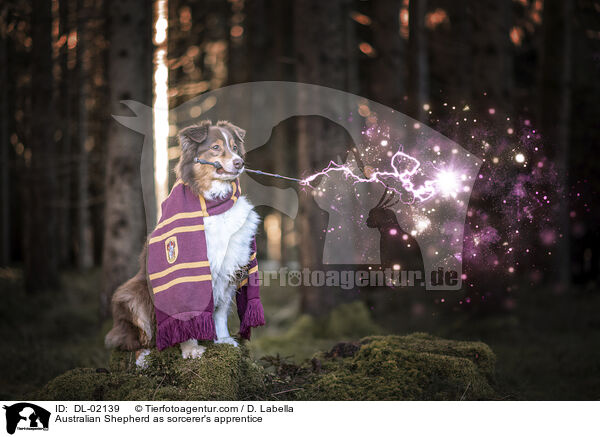 Australian Shepherd als Zauberlehrling / Australian Shepherd as sorcerer's apprentice / DL-02139