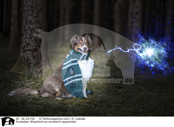 Australian Shepherd als Zauberlehrling / Australian Shepherd as sorcerer's apprentice / DL-02142