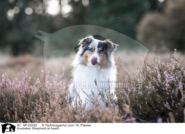 Australian Shepherd in der Heide / Australian Shepherd at heath / NP-02092