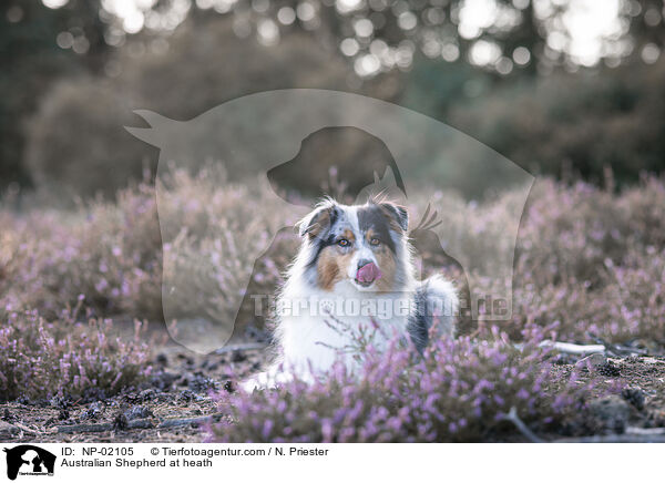 Australian Shepherd in der Heide / Australian Shepherd at heath / NP-02105
