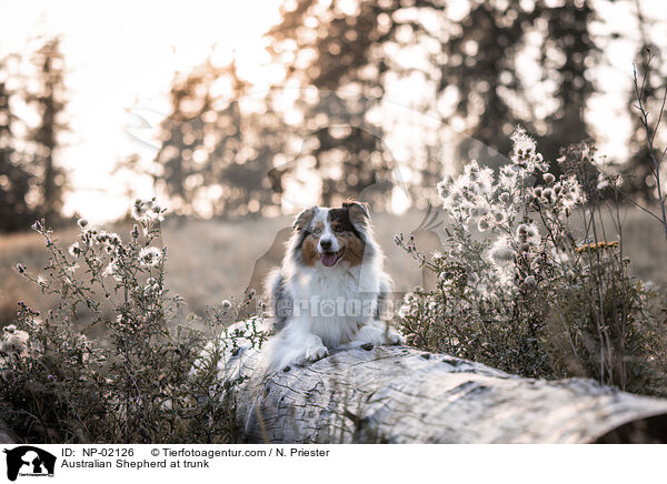 Australian Shepherd auf Baumstamm / Australian Shepherd at trunk / NP-02126