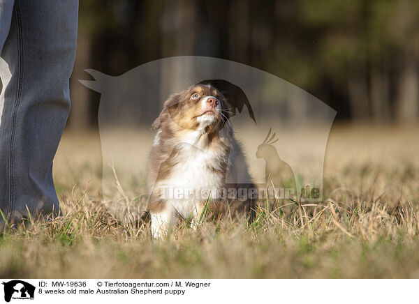 8 Wochen alter Australian Shepherd Rde / 8 weeks old male Australian Shepherd puppy / MW-19636